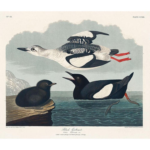 Black Guillemot Black Modern Wood Framed Art Print with Double Matting by Audubon, John James