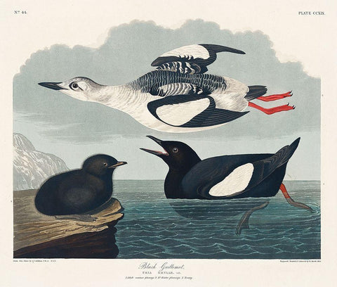 Black Guillemot White Modern Wood Framed Art Print with Double Matting by Audubon, John James