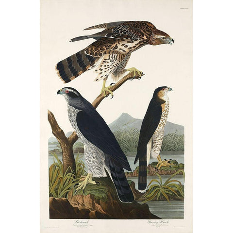 Goshawk and Stanley Hawk White Modern Wood Framed Art Print by Audubon, John James