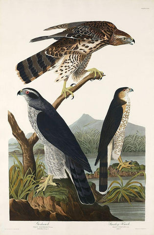 Goshawk and Stanley Hawk White Modern Wood Framed Art Print with Double Matting by Audubon, John James