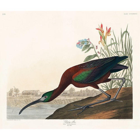 Glossy Ibis Gold Ornate Wood Framed Art Print with Double Matting by Audubon, John James