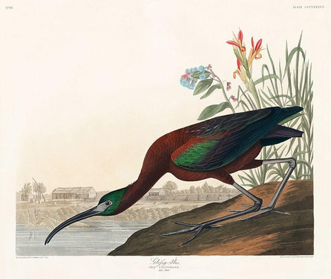 Glossy Ibis Black Ornate Wood Framed Art Print with Double Matting by Audubon, John James