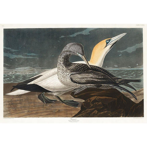 Gannet Gold Ornate Wood Framed Art Print with Double Matting by Audubon, John James