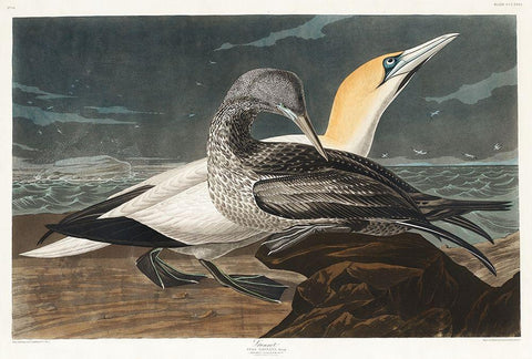 Gannet Black Ornate Wood Framed Art Print with Double Matting by Audubon, John James