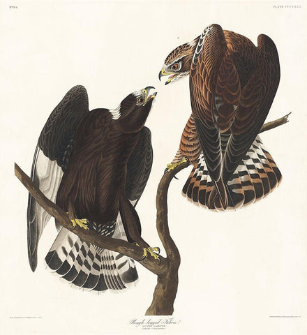 Rough-legged Falcon Black Ornate Wood Framed Art Print with Double Matting by Audubon, John James