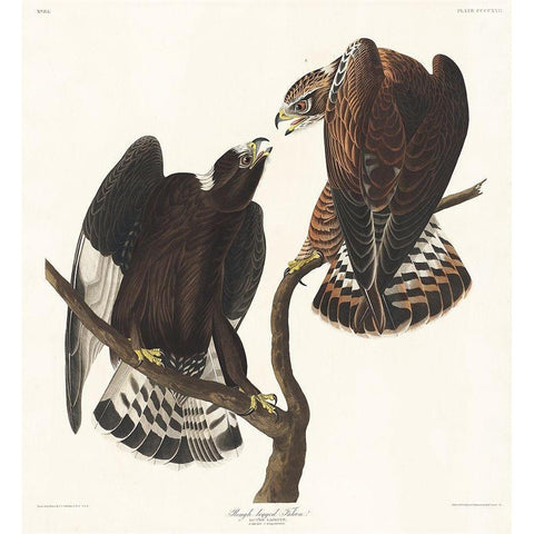 Rough-legged Falcon Black Modern Wood Framed Art Print with Double Matting by Audubon, John James