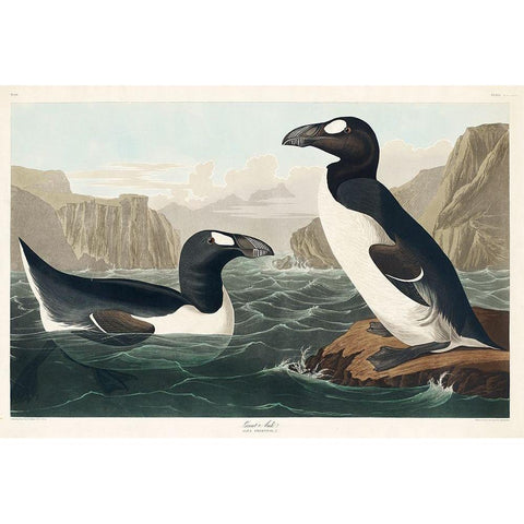 Great Auk Black Modern Wood Framed Art Print with Double Matting by Audubon, John James