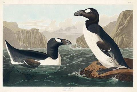 Great Auk White Modern Wood Framed Art Print with Double Matting by Audubon, John James