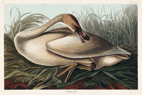 Trumpeter Swan Black Ornate Wood Framed Art Print with Double Matting by Audubon, John James