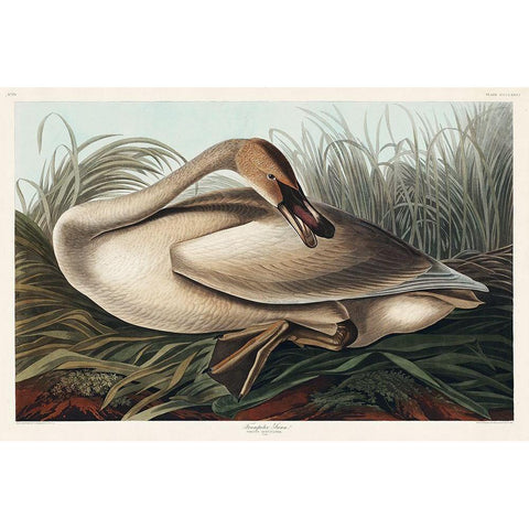 Trumpeter Swan Gold Ornate Wood Framed Art Print with Double Matting by Audubon, John James