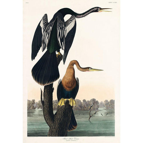 Black-bellied Darter Black Modern Wood Framed Art Print with Double Matting by Audubon, John James