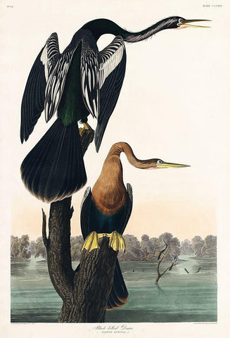 Black-bellied Darter Black Ornate Wood Framed Art Print with Double Matting by Audubon, John James