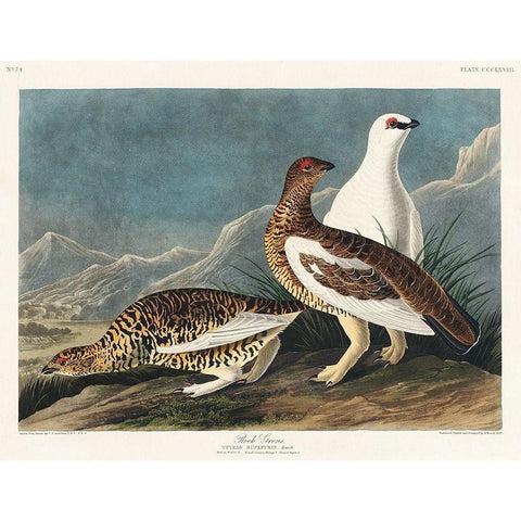 Rock Grous White Modern Wood Framed Art Print by Audubon, John James