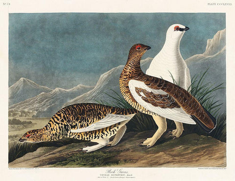 Rock Grous White Modern Wood Framed Art Print with Double Matting by Audubon, John James