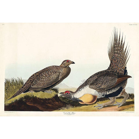 Cock of the Plains Black Modern Wood Framed Art Print with Double Matting by Audubon, John James