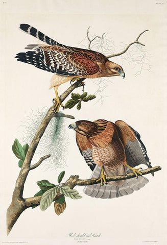 Red-shouldered Hawk Black Ornate Wood Framed Art Print with Double Matting by Audubon, John James