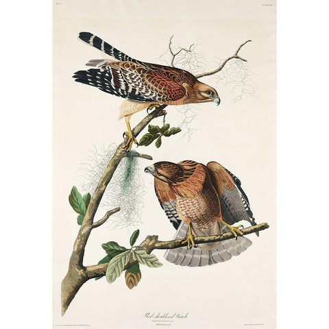 Red-shouldered Hawk Black Modern Wood Framed Art Print with Double Matting by Audubon, John James