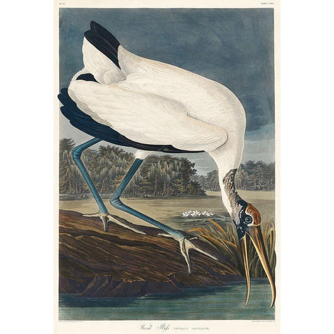 Wood Ibis Black Modern Wood Framed Art Print with Double Matting by Audubon, John James