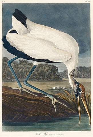 Wood Ibis Black Ornate Wood Framed Art Print with Double Matting by Audubon, John James