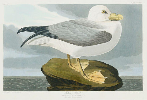 Fulmar Petrel White Modern Wood Framed Art Print with Double Matting by Audubon, John James