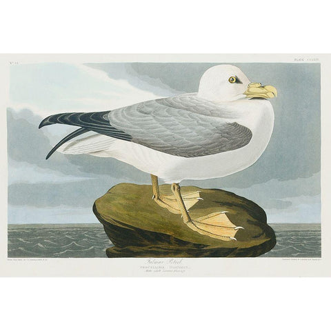 Fulmar Petrel Gold Ornate Wood Framed Art Print with Double Matting by Audubon, John James