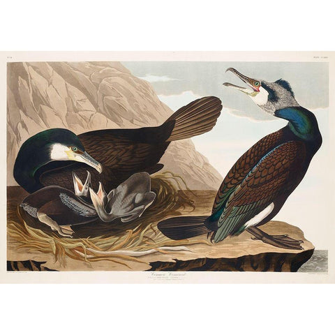 Common Cormorant White Modern Wood Framed Art Print by Audubon, John James