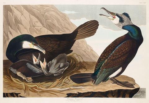 Common Cormorant Black Ornate Wood Framed Art Print with Double Matting by Audubon, John James