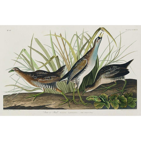 Sora, or Rail Gold Ornate Wood Framed Art Print with Double Matting by Audubon, John James