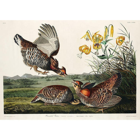 Pinnated Grouse Black Modern Wood Framed Art Print with Double Matting by Audubon, John James