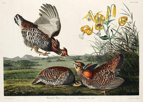 Pinnated Grouse Black Ornate Wood Framed Art Print with Double Matting by Audubon, John James