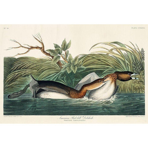 American Pied-billed Gold Ornate Wood Framed Art Print with Double Matting by Audubon, John James