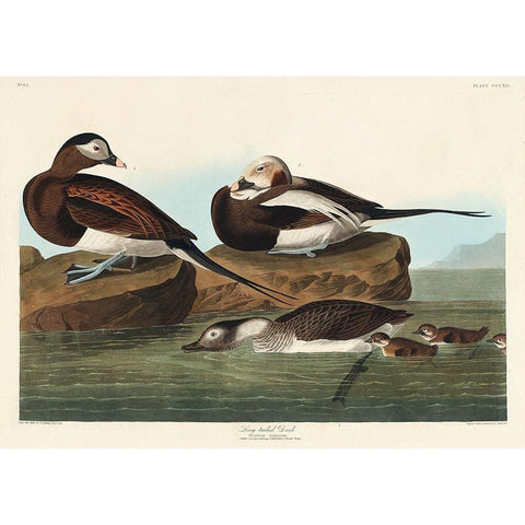 Long-tailed Duck White Modern Wood Framed Art Print by Audubon, John James