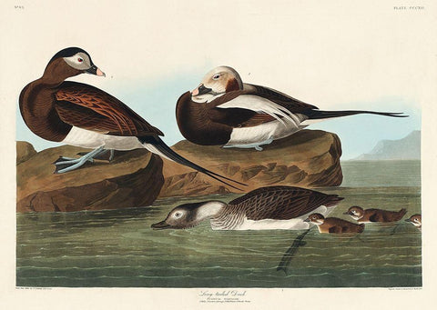 Long-tailed Duck White Modern Wood Framed Art Print with Double Matting by Audubon, John James