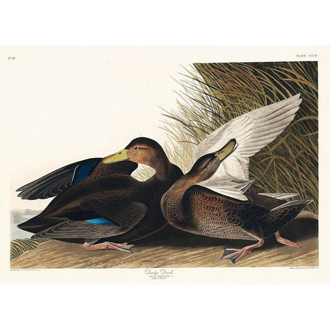 Dusky Duck Gold Ornate Wood Framed Art Print with Double Matting by Audubon, John James