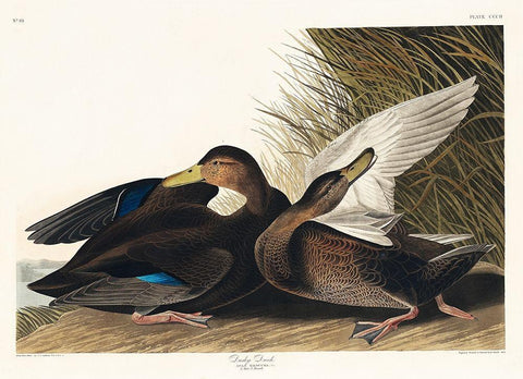 Dusky Duck Black Ornate Wood Framed Art Print with Double Matting by Audubon, John James