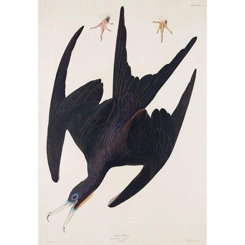 Frigate Pelican White Modern Wood Framed Art Print by Audubon, John James