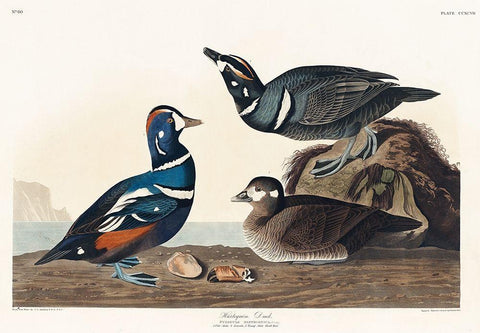 Harlequin Duck White Modern Wood Framed Art Print with Double Matting by Audubon, John James