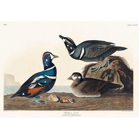 Harlequin Duck Gold Ornate Wood Framed Art Print with Double Matting by Audubon, John James