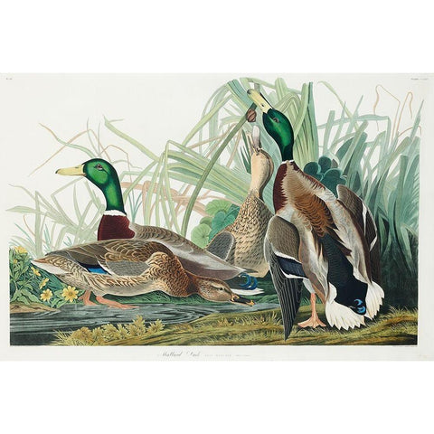 Mallard Duck White Modern Wood Framed Art Print by Audubon, John James