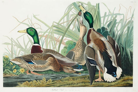 Mallard Duck White Modern Wood Framed Art Print with Double Matting by Audubon, John James