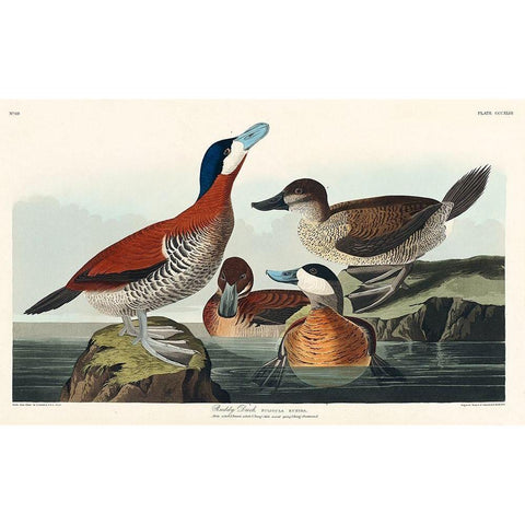 Ruddy Duck White Modern Wood Framed Art Print by Audubon, John James