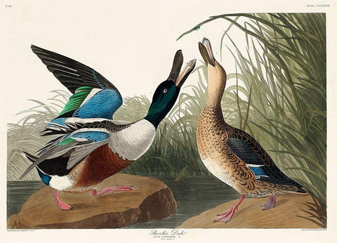 Shoveller Duck Black Ornate Wood Framed Art Print with Double Matting by Audubon, John James