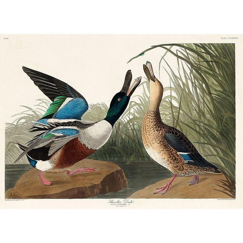 Shoveller Duck Black Modern Wood Framed Art Print with Double Matting by Audubon, John James