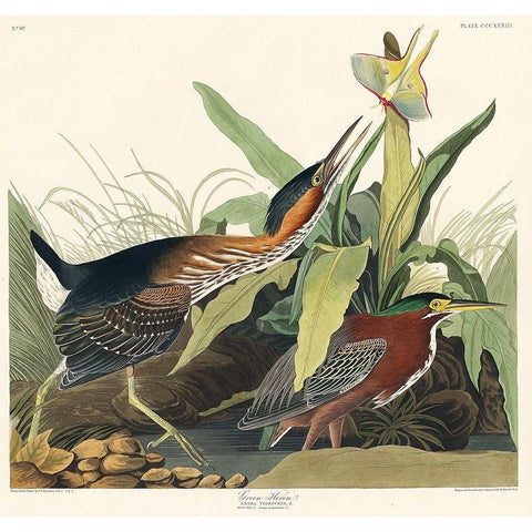 Green Heron Gold Ornate Wood Framed Art Print with Double Matting by Audubon, John James