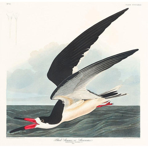 Black Skimmer Black Modern Wood Framed Art Print with Double Matting by Audubon, John James