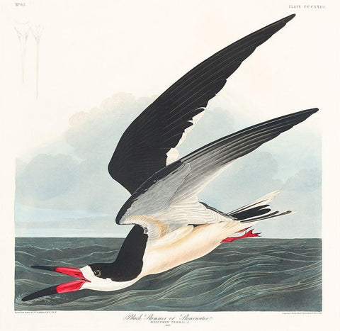 Black Skimmer Black Ornate Wood Framed Art Print with Double Matting by Audubon, John James