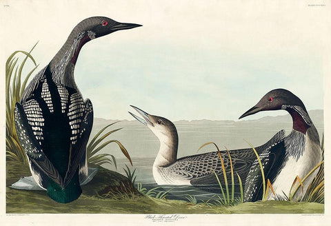 Black-Throated Diver Black Ornate Wood Framed Art Print with Double Matting by Audubon, John James