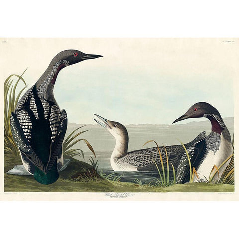 Black-Throated Diver Black Modern Wood Framed Art Print with Double Matting by Audubon, John James