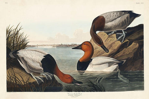 Canvas backed Duck White Modern Wood Framed Art Print with Double Matting by Audubon, John James