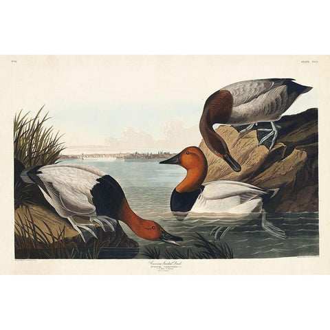 Canvas backed Duck Black Modern Wood Framed Art Print with Double Matting by Audubon, John James